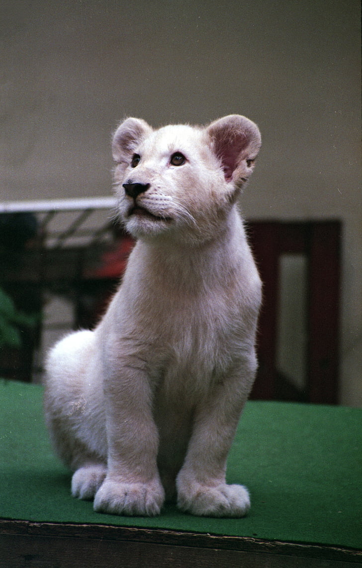 León blanco, Cub, León, Blanco, mamíferos, animal, bebé