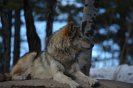 wolf, outside, white, brown, gray, snow, trees