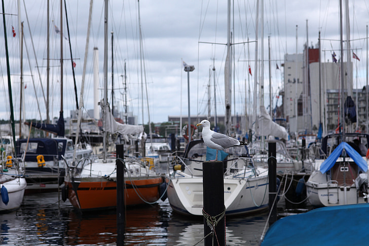 seagull, sailing boats, port, fjord, coast, mood, yachts