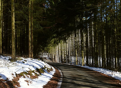 hiver, Forest, chemin forestier, neige, paysage, hiver moyen, nature