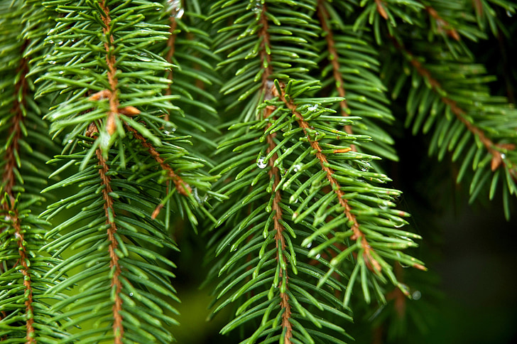 Conifer, Spruce, pohon, Taman, di luar rumah, kerucut pinus, jarum