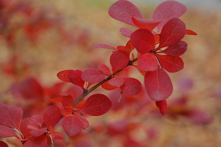 blad, rød, efterår, plante, natur