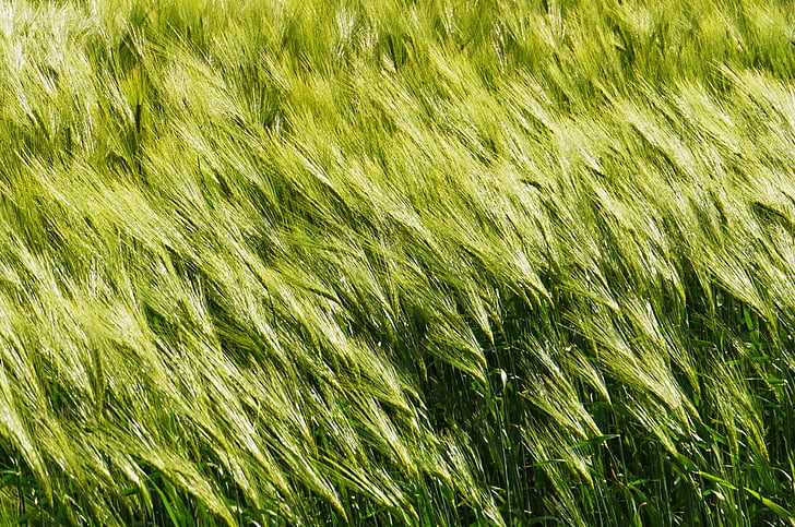 background, barley in the wind, cereals, spike, awns, halme, field