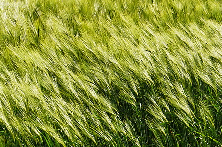 バック グラウンド, 風の中の大麦, 穀物, スパイク, 芒, halme 冷静な, フィールド
