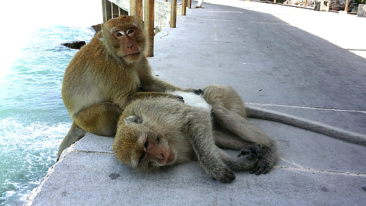 태국, 파타야, 코 란, 원숭이, monkies
