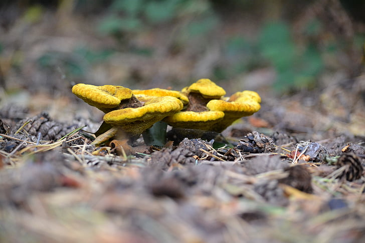 Дикие грибы, желтый, Природа, красочные, грибы, лес, ядовитые