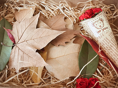 cadeau, défoliation, indus, boîte-cadeau, feuilles mortes, feuille, automne