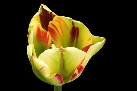 Tulipa, flor, flor, primavera, flor, brillant