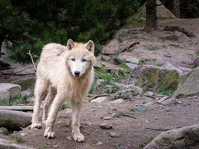 Wolf, looma, Predator, Hundid, loodus, Wildlife park, Pack looma