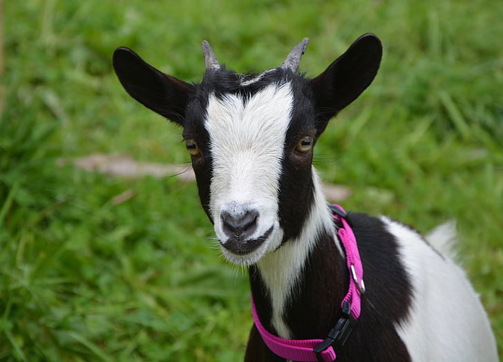 goat, black, white, female, dwarf, nature, ruminant