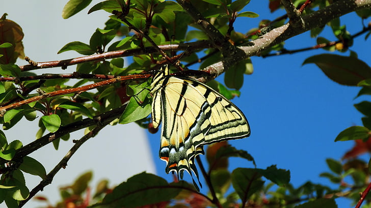 Motyl, Monarcha, Monarch butterfly, owad, błąd, wiosna, w drzewo