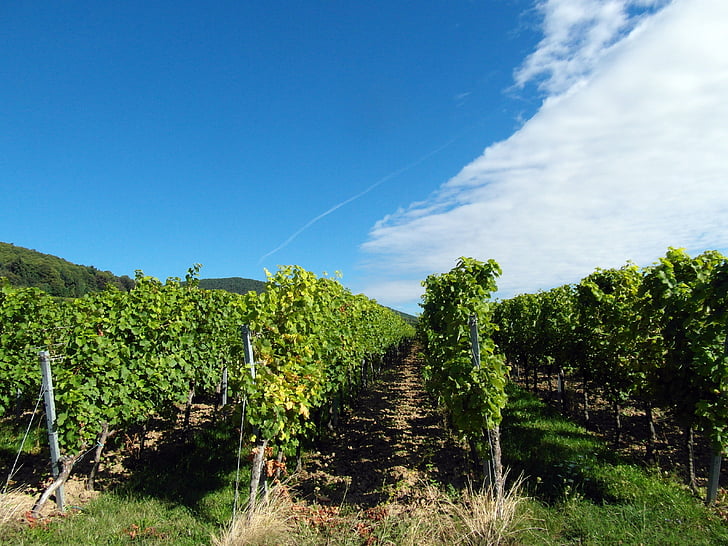 vin, vinskörden, nytt vin, Vintage, vingårdar, Pfalz, hösten