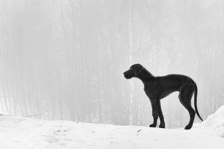 子犬, グレートデーン, 霧, 冬, 雪, 低温, 天気