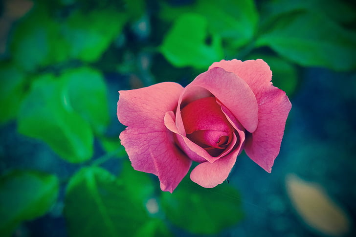 bloom, blossom, flora, flower, leaves, macro, nature