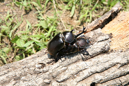 insects, beetle, forest, nature