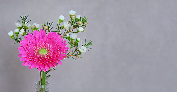 Gerbera, flor, flor, flor, pétalas, -de-rosa, flor de primavera