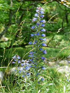 natternkopf ordinária, cabeça de cobra, flor, flores, azul, Viperina, raublattgewächs