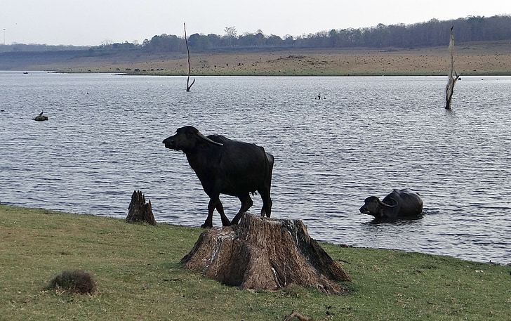 búfalos, búfalo, bovinos, animal, vacas lecheras, Lago, India