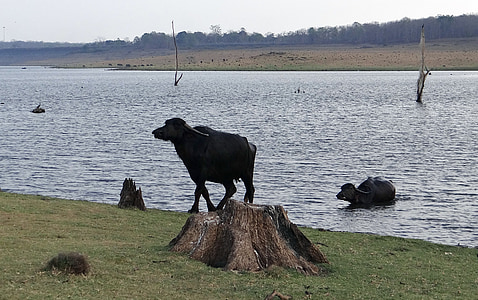 bøfler, Buffalo, storfe, dyr, Milch storfe, Lake, India