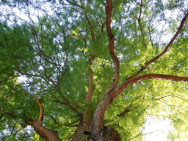 Treetop, Crown, puu, lehtien