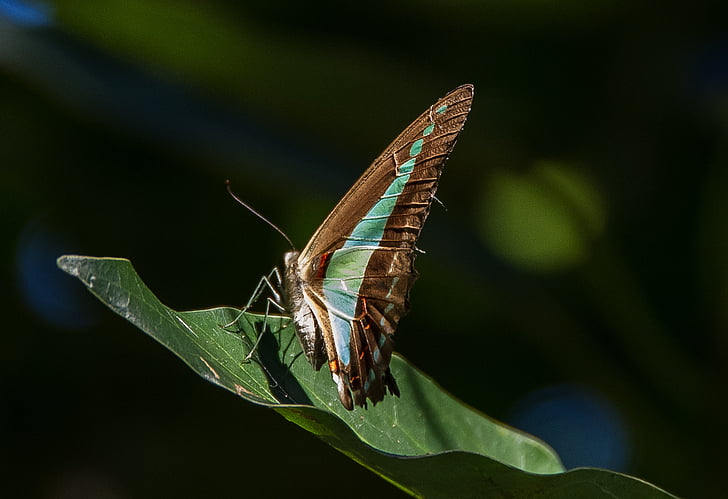 modri trikotnik metulj, metulj, swallowtail, črna, modra, insektov, krila