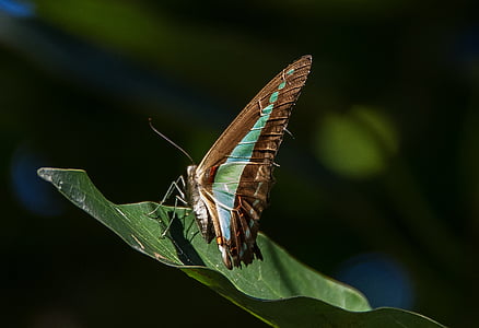 papallona de triangle blau, papallona, cua d'Oreneta, negre, blau, insecte, ales