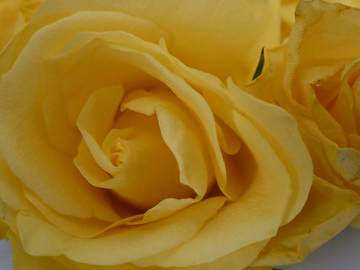 Κίτρινο, τριαντάφυλλο, λουλούδι, ο οφθαλμός, πέταλο, floral, χρώμα