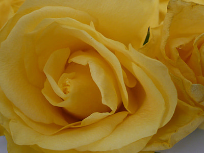geltona, Rožė, gėlė, pumpuras, Žiedlapis, gėlių, spalva