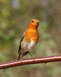 Robin, zahradní pták, pták, zahrada, Příroda, volně žijící zvířata, červená