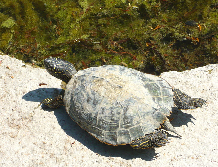 Schildkröte, Wasserschildkröte, Schildkröten, Tier