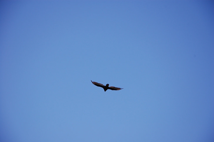sky, vulture, scavenger, wild, bird, black, wings
