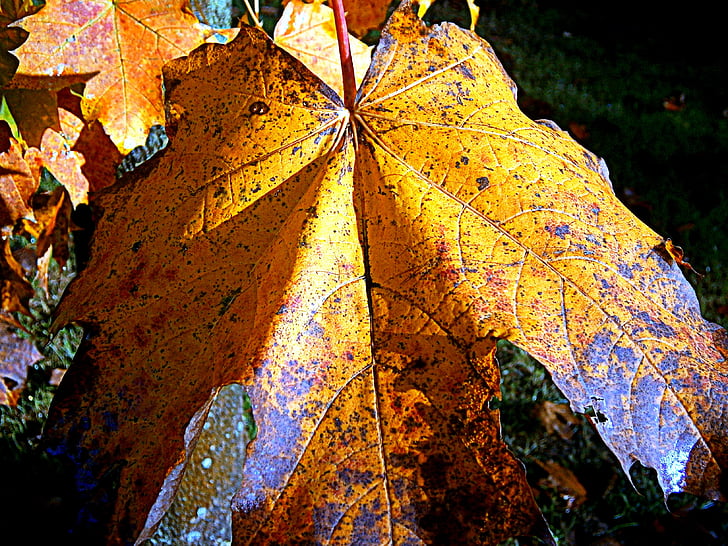 Klevas, rudenį, lapų, lapai, rudenį lapija, spalva, spalvinga