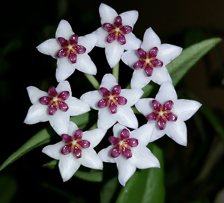 Hoya, Hoya bella, flor, flores de porcelana, carnosa de, flor, planta