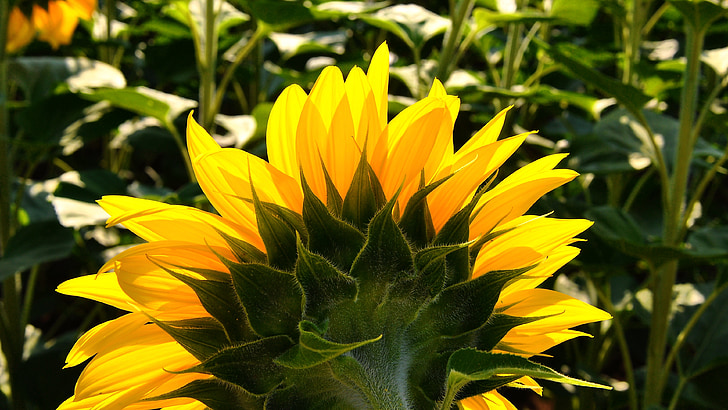 saulespuķes, dzeltena puķe, saulespuķu laukā