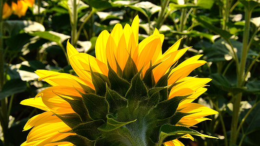 слънчоглед, жълто цвете, слънчоглед поле