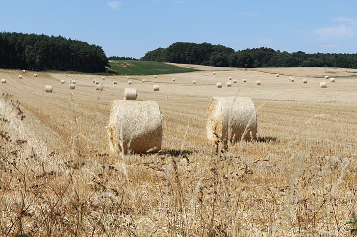 field, harvest, hay bales, cereals, straw bales, bale, agriculture
