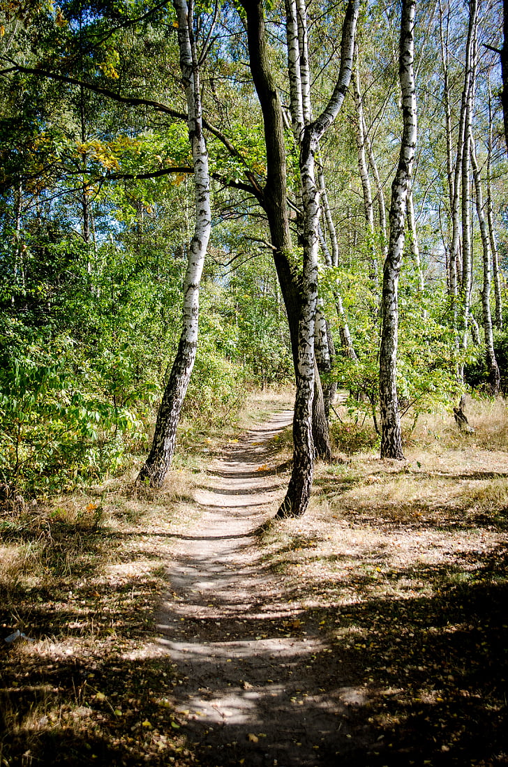tree, birch, the path, summer, nature, forest, green