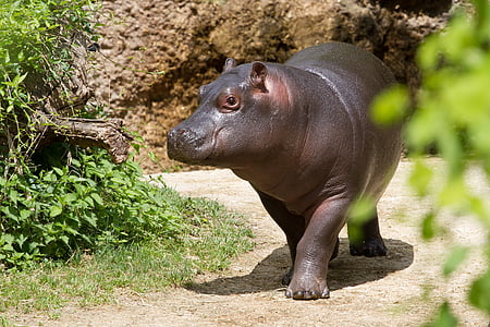 Hipopotam, ogród zoologiczny, młody hipopotam, Hipopotam, jedno zwierzę, dzikość, dzikie zwierzęta
