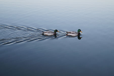 две, зеленоглава патица, патица, тяло, вода, през деня, езера