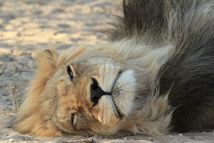 Leão, a descansar, preto, Juba, vida selvagem, selvagem, animal