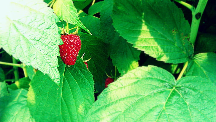 raspberry, red, fruits, berry, berries, raspberries, plants