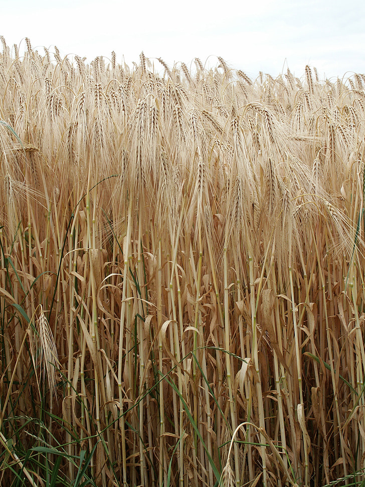 зерна, жито, Природа, поле, вух кукурудзи, кукурудзяні качани, літо