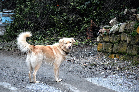 Hund, Golden retriever, Turkei