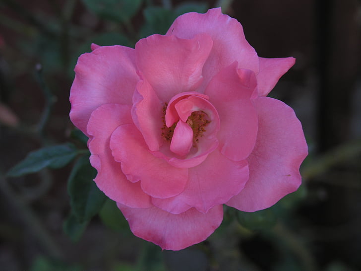 blomma matta rosa, blomma, naturen, ökade, Rosa