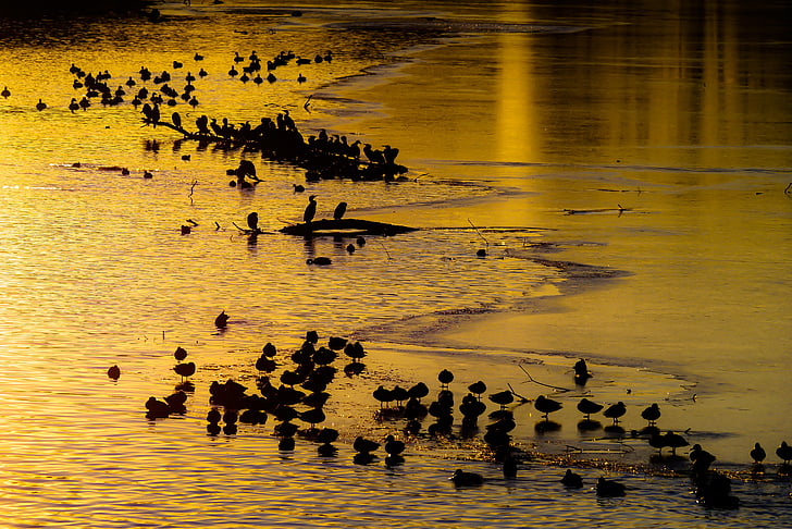 animales, patos, gansos, cisne, Heron, cormoranes, puesta de sol