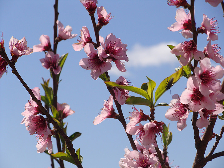 almond flowers, nature, almond tree