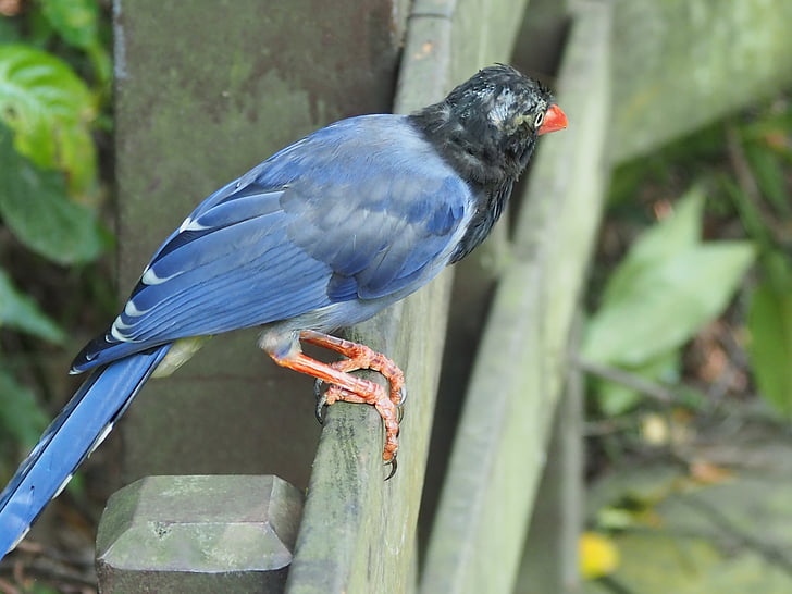 long-tailed mountain mother, blue magpie, tiger mountain, taipei, eye, juvenile birds