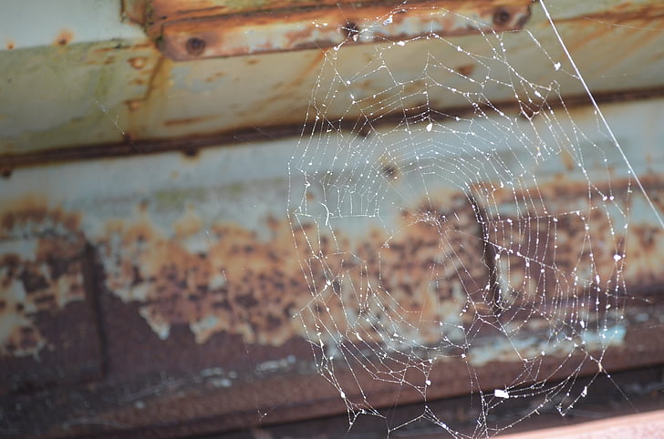 panza de paianjen, Web, păianjen