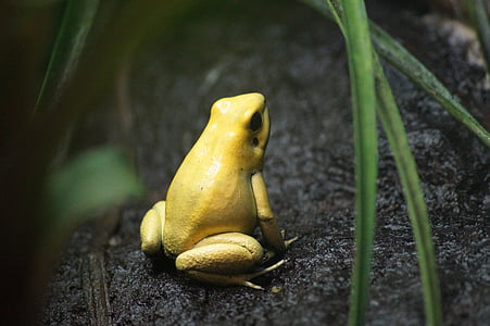 Κίτρινο, βάτραχος, χώμα, κινηματογράφηση σε πρώτο πλάνο, φωτογραφία, ζώα, Αμφίβια