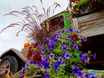flowers, floral, blooming, truck, colourful, garden, display